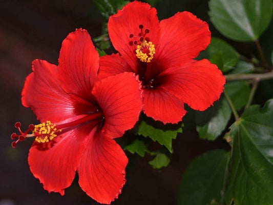 Hibiscus Plant Profile