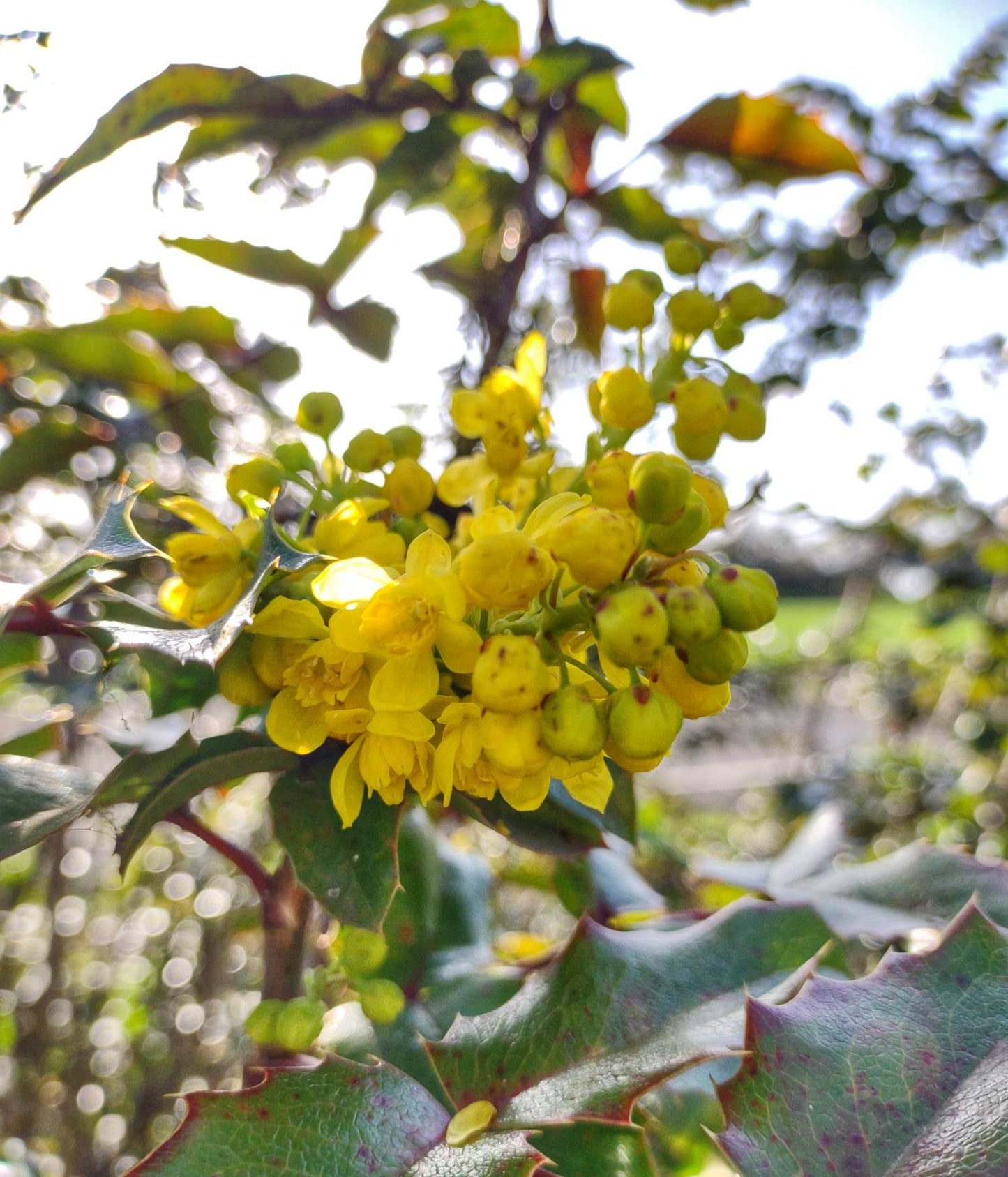 Oregon Grape Flower Essence || Confidence & Trust