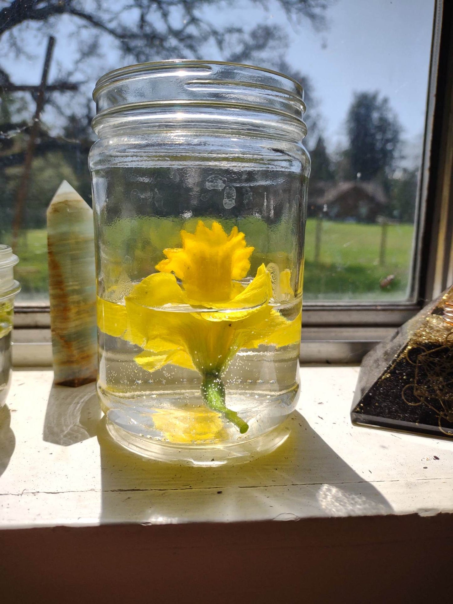 Daffodil Flower Essence || Sharing Authentic Light