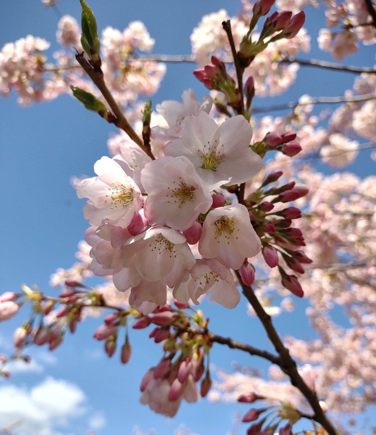 Cherry Blossom Flower Essence || Hope & New Beginnings