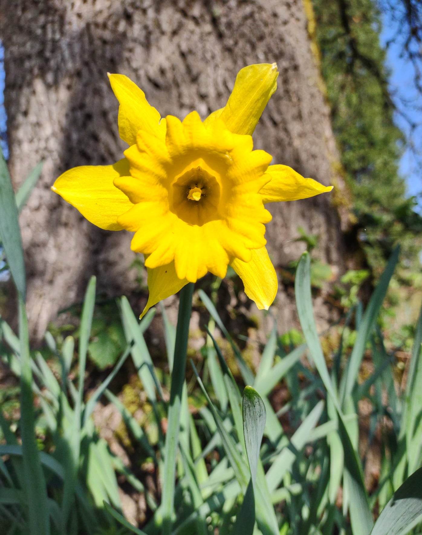 Daffodil Flower Essence || Sharing Authentic Light