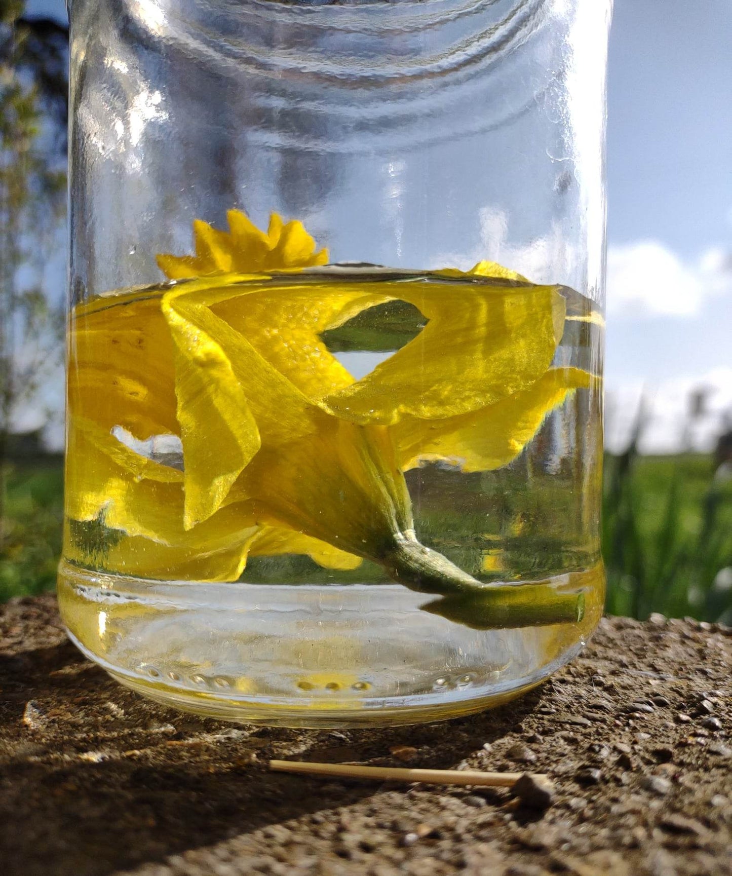 Daffodil Flower Essence || Sharing Authentic Light