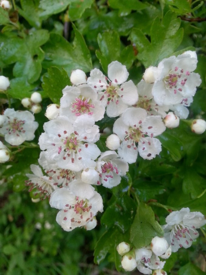 Hawthorn Flower Essence || Heals & Protects the Heart