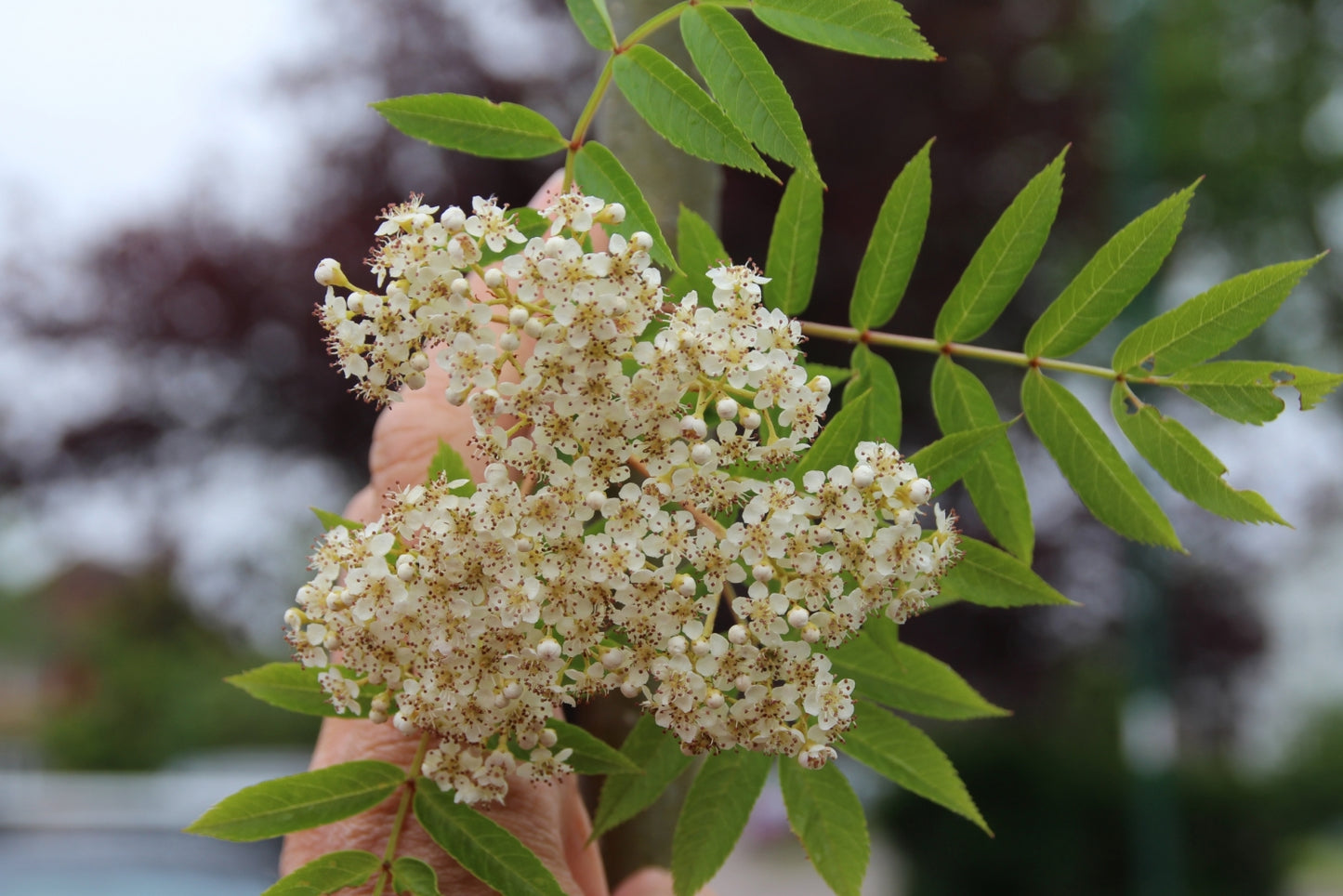 Rowan Flower Essence || Strength, Protection & Vitality