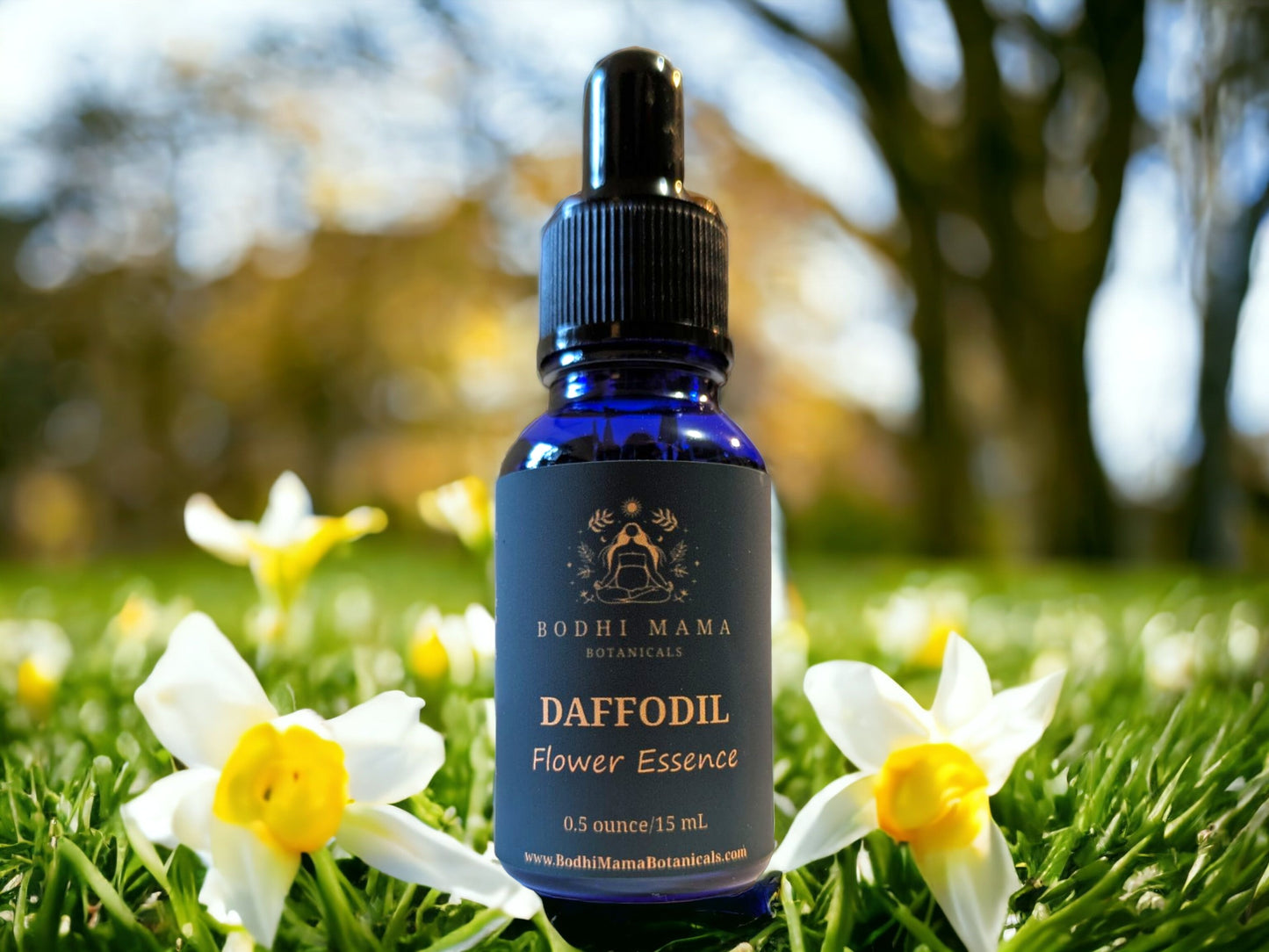 Daffodil Flower Essence || Sharing Authentic Light