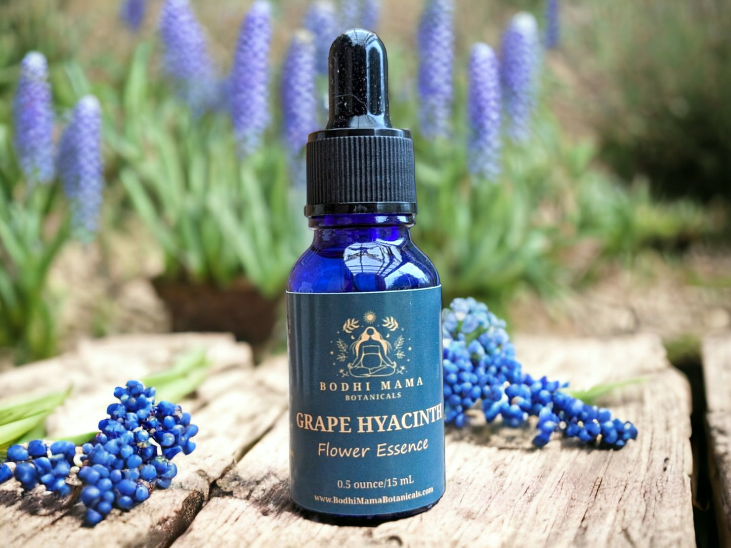 Grape Hyacinth Flower Essence || Throat Chakra & Personal Truth