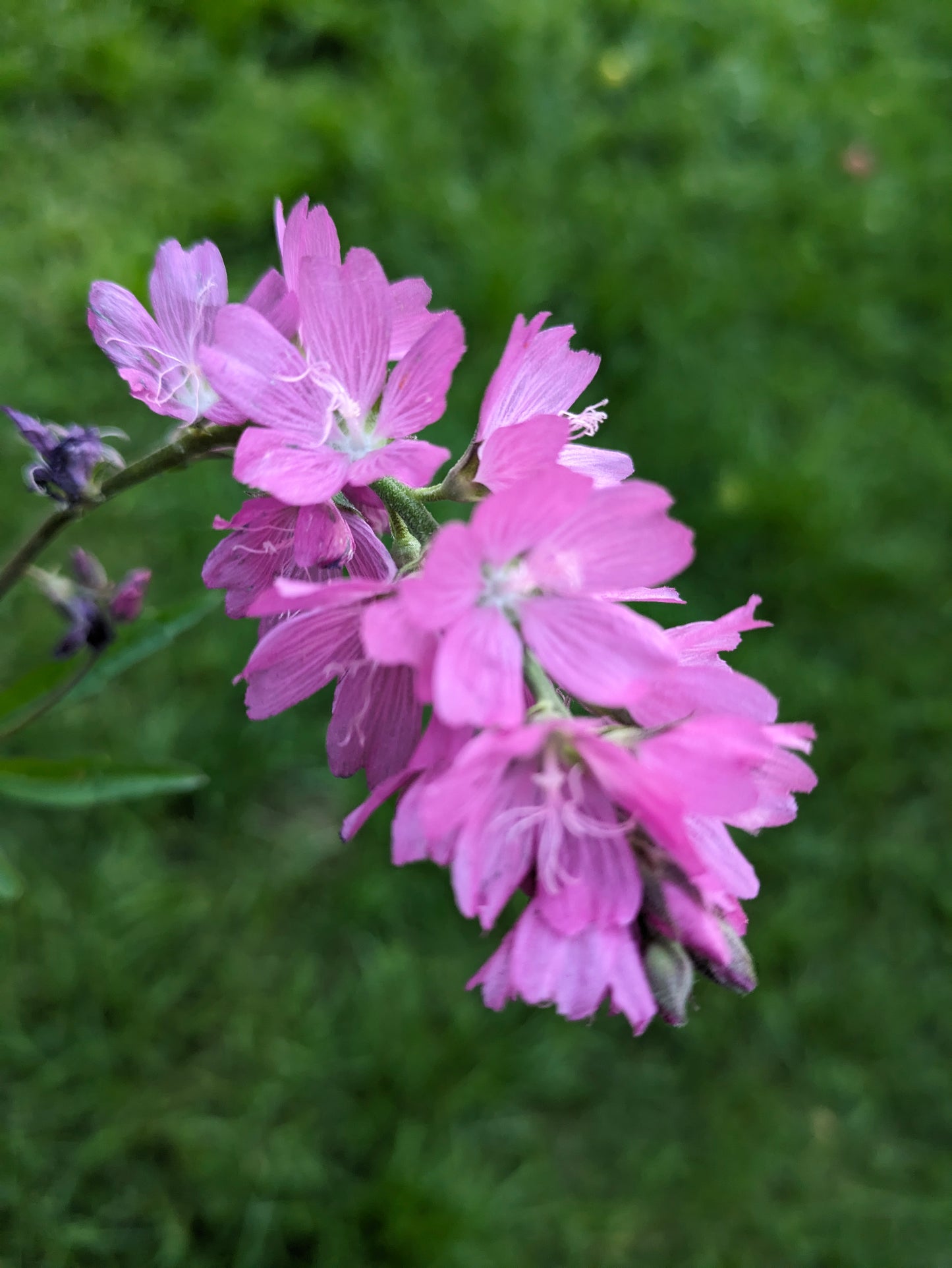 Mallow Flower Essence || Social Anxiety