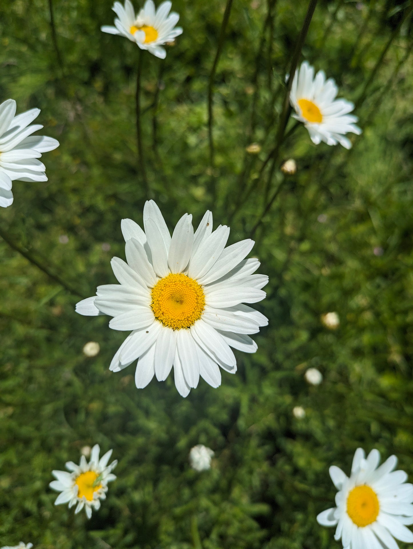 Shasta Daisy Flower Essence || Seeing the Big Picture