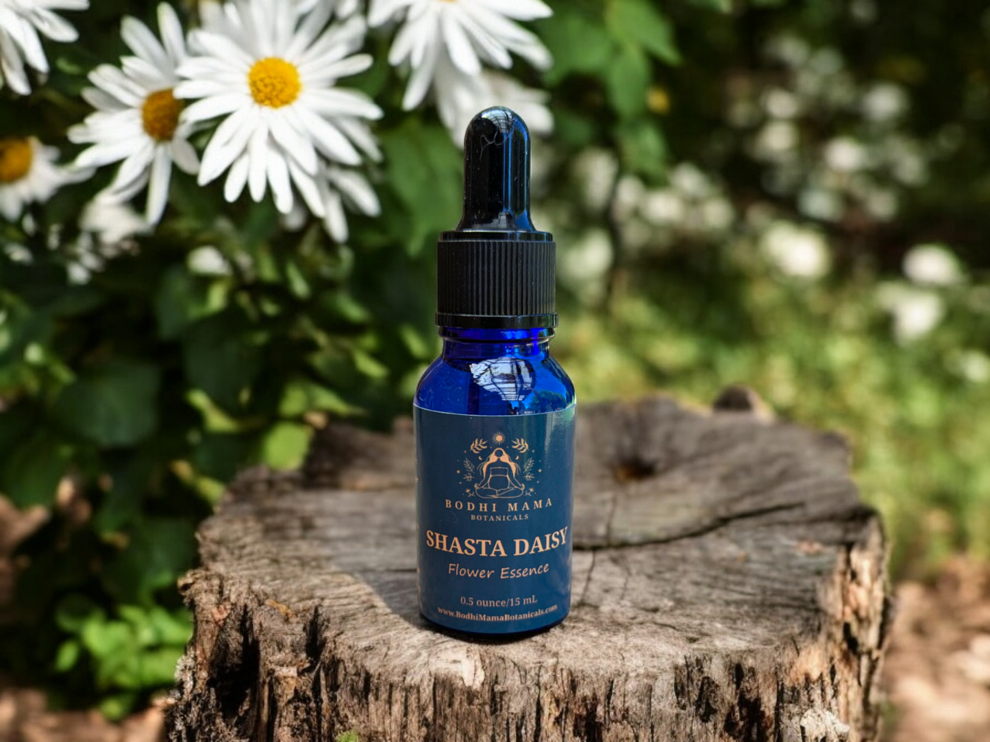 Shasta Daisy Flower Essence || Seeing the Big Picture