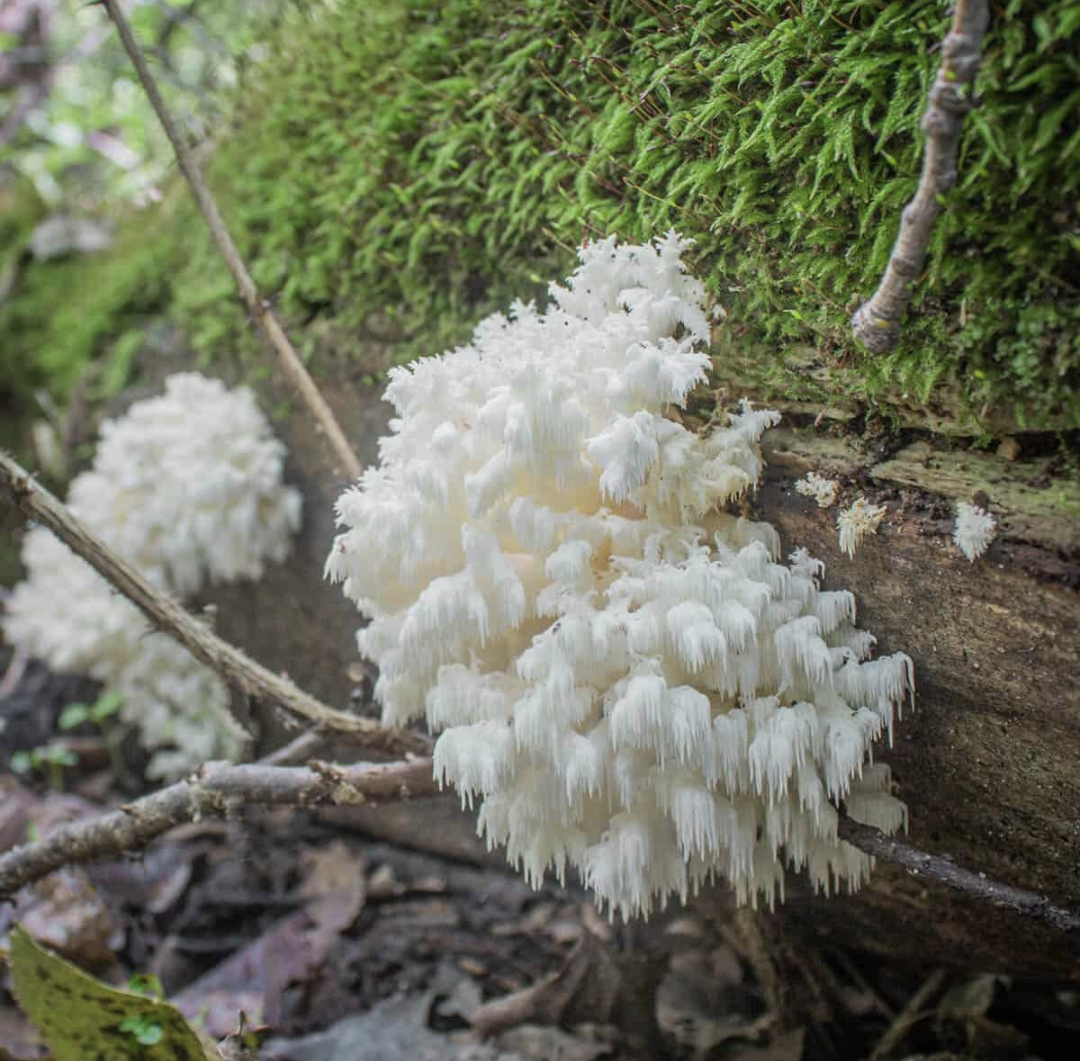 Wild Lions Mane Elixir || Brain & Nerve Support